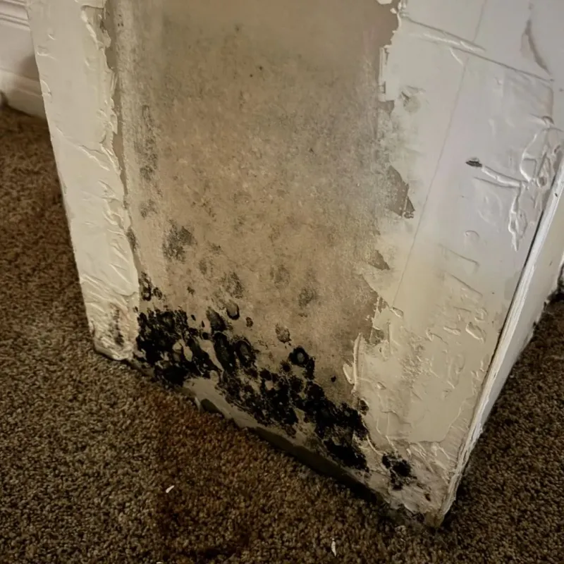 Professional Mold Removal in Silverton, CO